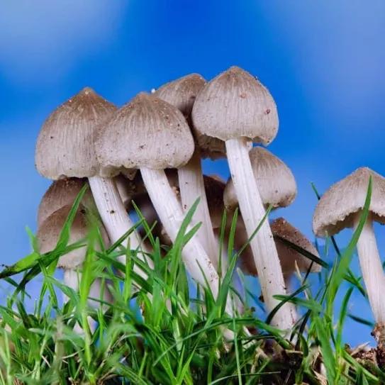 El Gobierno de Jamaica atrae a la industria de la psilocibina