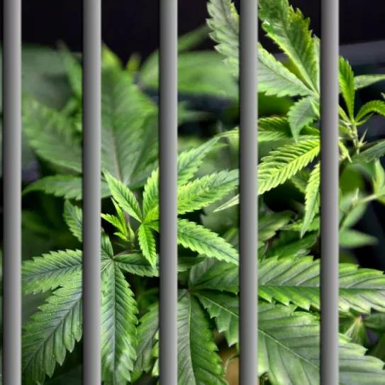 El portavoz de salud pública del Gobierno de EE UU pide el fin de los encarcelamientos por cannabis