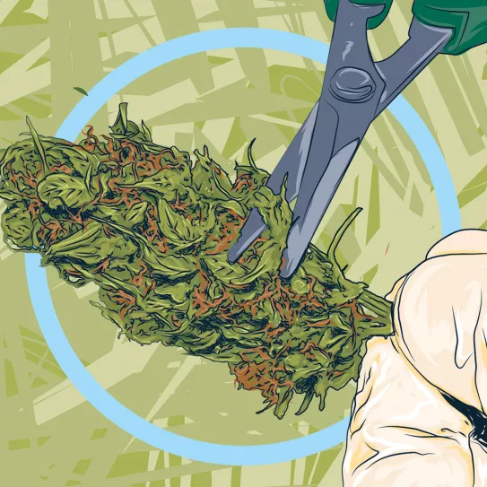 ¿Se puede empezar a manicurar antes de cosechar? 