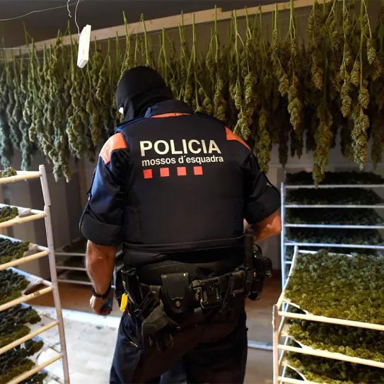 Los Mossos destruirán la marihuana incautada antes de que se celebren los juicios