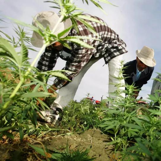 Marruecos pone en marcha la Agencia Nacional de Producción de cannabis 