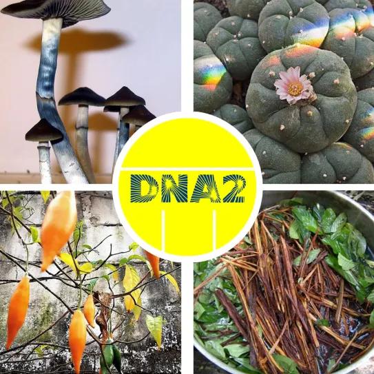 Ann Arbor (Michigan) declara septiembre mes de las plantas y hongos psicodélicos