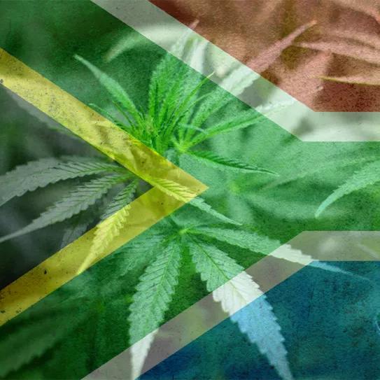 El plan maestro de Sudáfrica para el cannabis