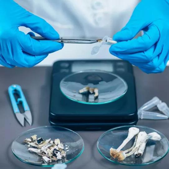 La DEA propone aumentar la producción de cannabis y psilocibina para investigación