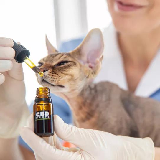 El Gobierno de Colombia estudia la aprobación de cinco productos de cannabis para animales