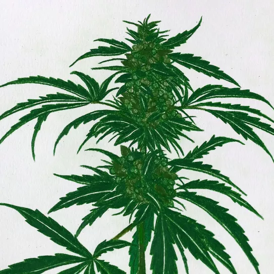 Manejo de la altura al final de la floración