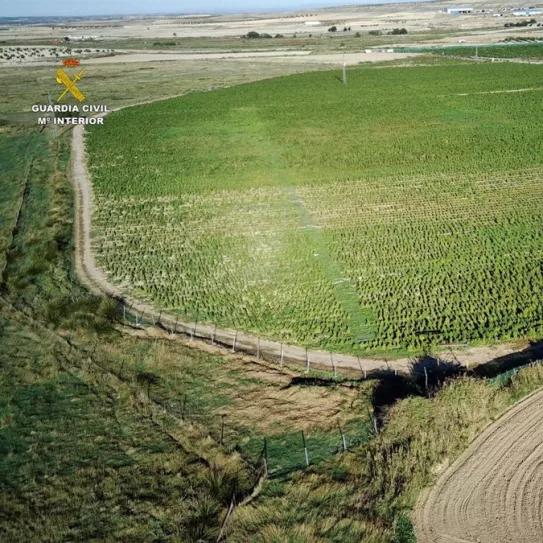 La Guardia Civil incauta 135.000 plantas y 4 toneladas de cogollos de supuesta marihuana psicoactiva