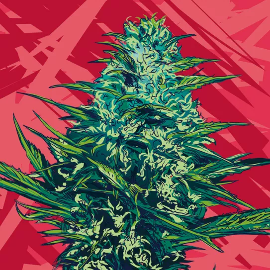 Adelantar la cosecha de las autoflorecientes 