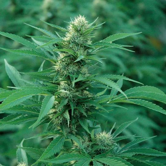 ¿Hay relación entre las plagas y la nutrición? 