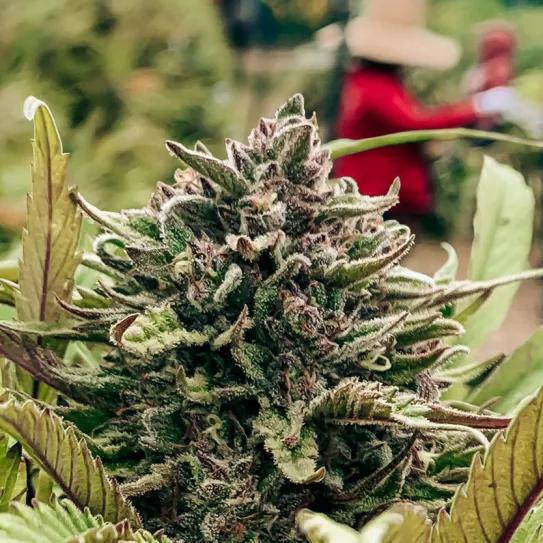 El cannabis ya es el quinto cultivo más valioso en EE UU 