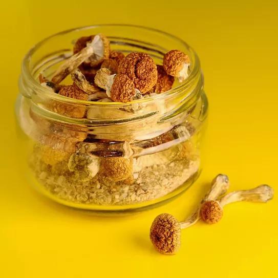 La ciudad de Detroit despenaliza los psicodélicos mediante un referéndum 