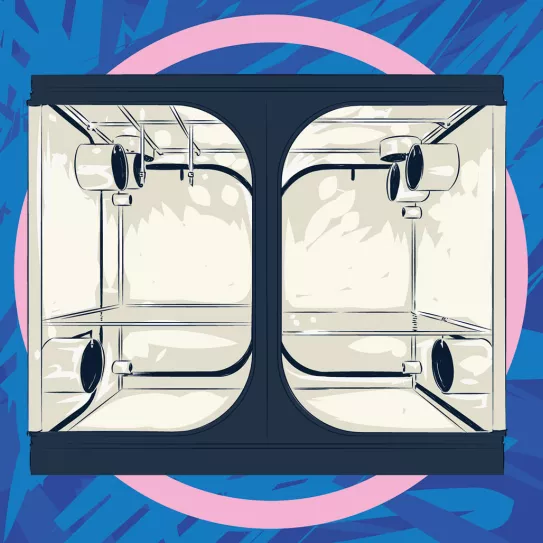 Selección de una planta madre 