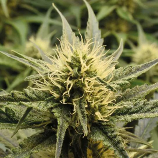 Hablando con las plantas: ¿el secreto de los grandes cultivadores?