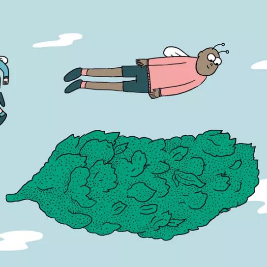 Aprende a cultivar ‘indoor’: doce pasos esenciales entre la germinación y la cosecha