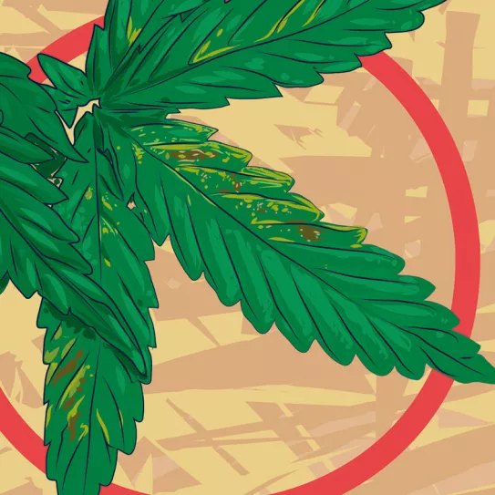 Manchas en las hojas 