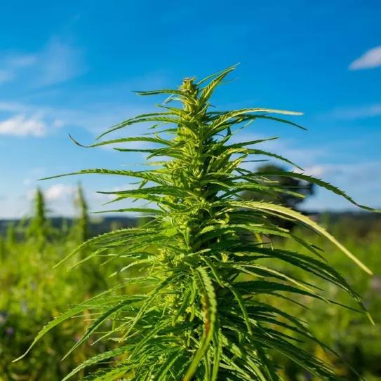 La Suprema Corte de México declara inconstitucional la prohibición del cáñamo industrial