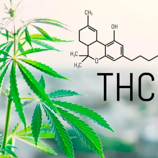 La Unión Europea aumenta el límite de THC para las semillas de cáñamo hasta el 0,3%