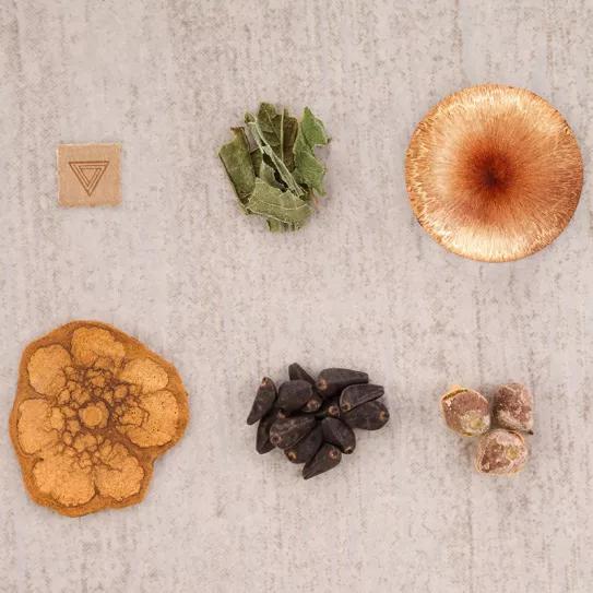 Port Townsend (Washington) aprueba una despenalización de los psicodélicos