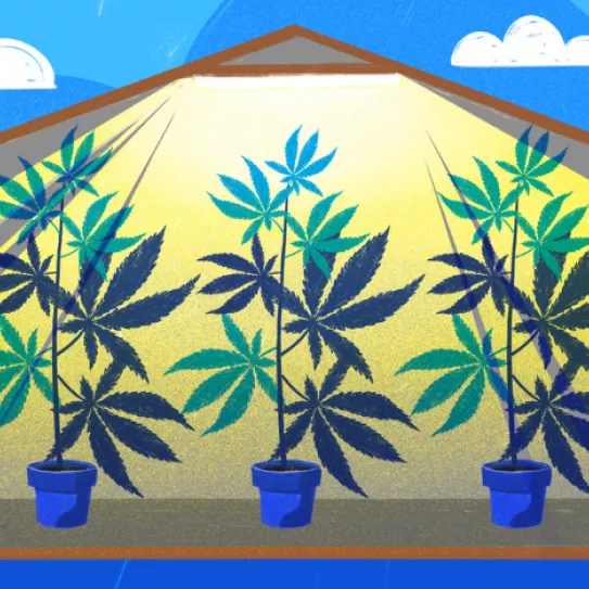 ¿Las autoflorecientes sirven en interior?