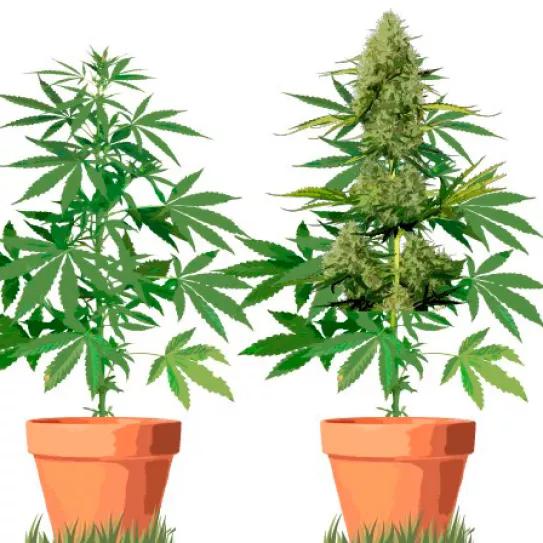 Cepas de Cannabis Autofloreciente