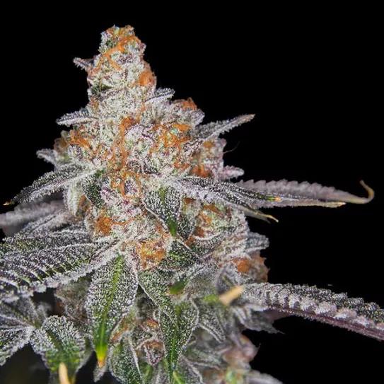 GORILLA GLUE #4: EL ORIGEN DE UNA LEYENDA