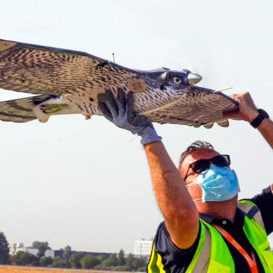 La Guardia Civil encarga dos drones con forma de pájaro para realizar seguimientos encubiertos