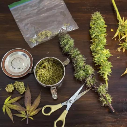 Una comisión del Senado chileno aprueba el autocultivo medicinal