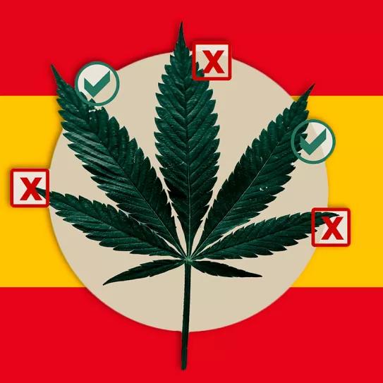 La Subcomisión del cannabis medicinal se reunirá cada dos semanas para tener un informe de regulación en junio