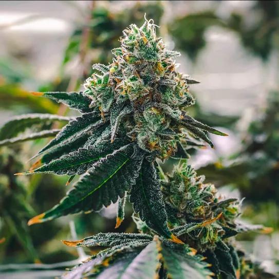 La GELATO #45 aterriza en España