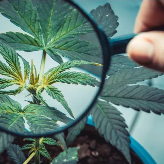 La Subcomisión será a puerta abierta y tendrá de plazo hasta el 30 de mayo