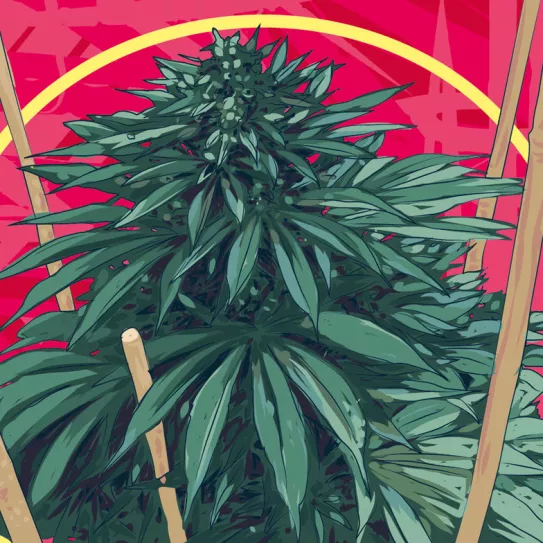 Se doblan por el peso