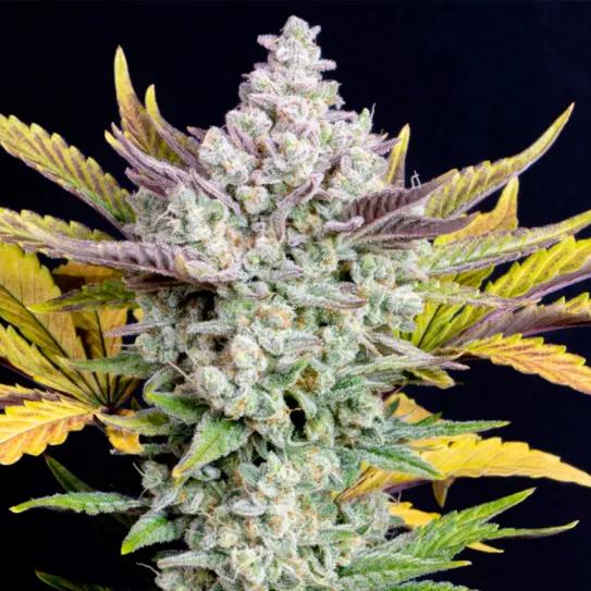 Gorilla Cookies Auto