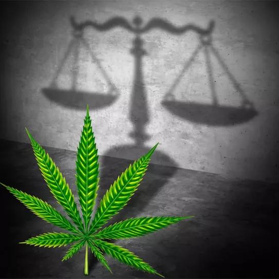 El Supremo reconoce que las hojas de la marihuana no están fiscalizadas internacionalmente