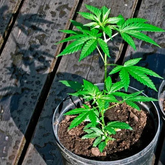 La Corte Suprema de Canadá podría acabar con la prohibición del autocultivo en Quebec 