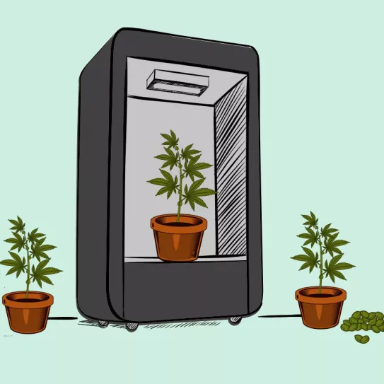 Cosecha continua de autoflorecientes en interior 