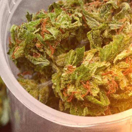 Cannabis en un cuenco