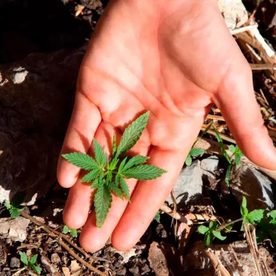 Descubren plantas de marihuana en el jardín del Parlamento neozelandés