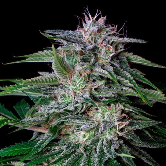 Top Autos de Buddha Seeds para arrancar la temporada