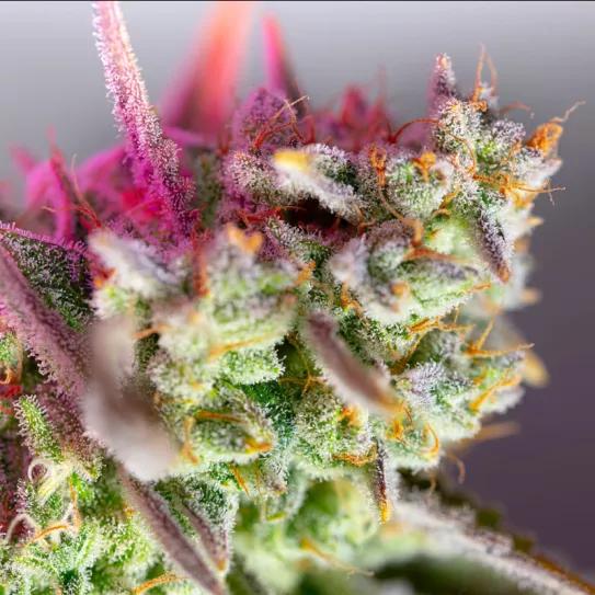 Novedades Sweet Seeds® 2022