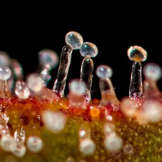 Una empresa produce tricomas de cannabis sin cultivar la planta