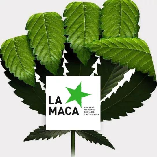El Supremo reduce la condena de la veterana asociación La MACA