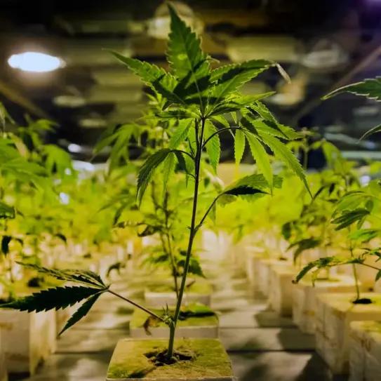 El gran interés de los inversores retrasa los cultivos legales de Países Bajos