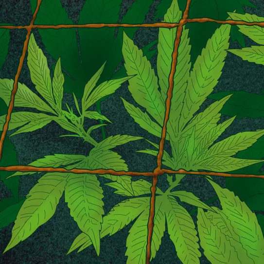 ‘Screen of green’ en un armario 