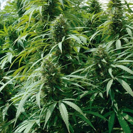 Abona orgánico y cosecha los mejores cogollos 