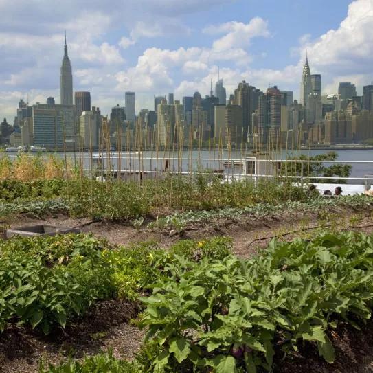 Proponen legalizar los cultivos colectivos de cannabis en Nueva York