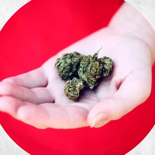 Japón trabaja ya en la regulación del cannabis medicinal 