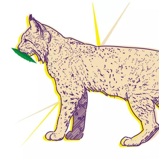 Misisipi 77: la propuesta más radical 