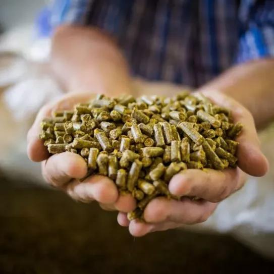 La alimentación con cáñamo podría reducir el uso de antibióticos en granjas