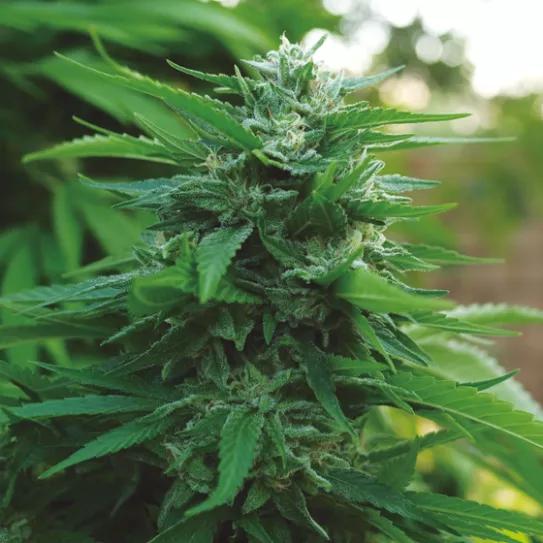 LORD KUSH EARLY VERSION