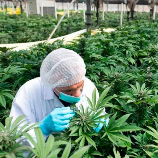 Cada nueva licencia de cannabis atrae inversores en España